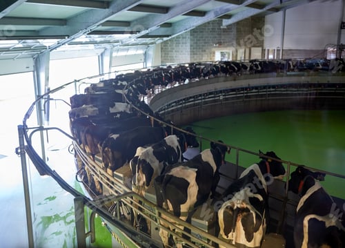 Preview: milking cows at dairy farm rotary parlour system
