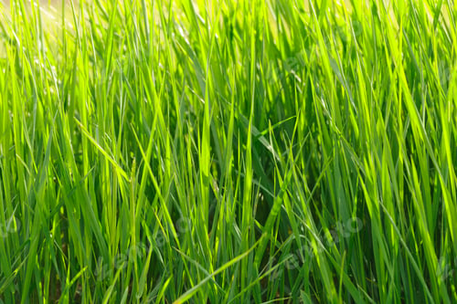 Preview: Bright green grass growing in a field on a sunny day during spring season