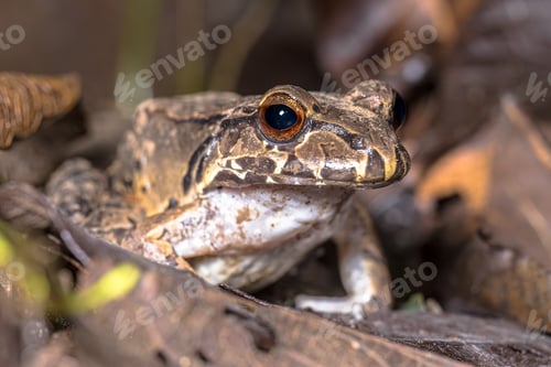 Preview: Savage s Thin Toed Frog in Costa Rica