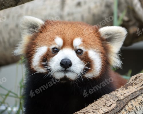 Preview: Close Up of Red Panda Face