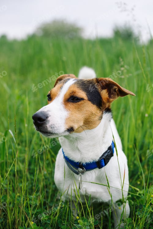 Preview: Dog in field