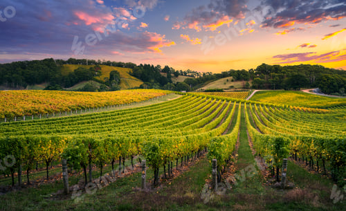Preview: Vineyard Sunrise