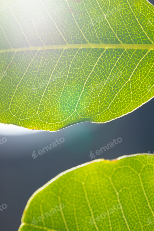 Preview: Micro close up of green leaf and copy space on grey background
