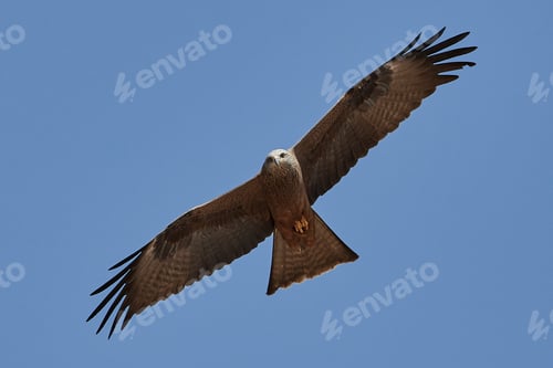 Preview: Black kite (Milvus migrans)