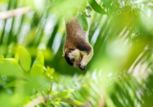 Preview: A beautiful grizzled giant squirrel hanging down from a branch and holding a fruit in both hands