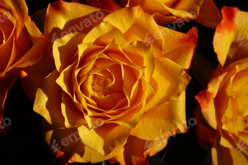 Preview: beautiful bouquet of orange roses with delicate petals