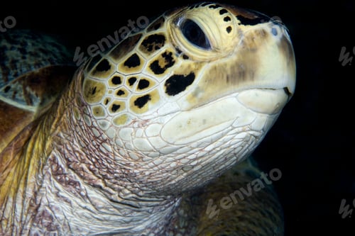 Preview: Close-up of green turtle,