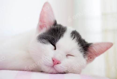 Vista previa: Pet animal; cute cat