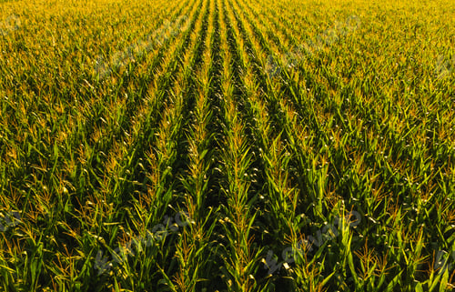 Preview: Low altitude aerial photo of maize field cereal grain has become a staple food