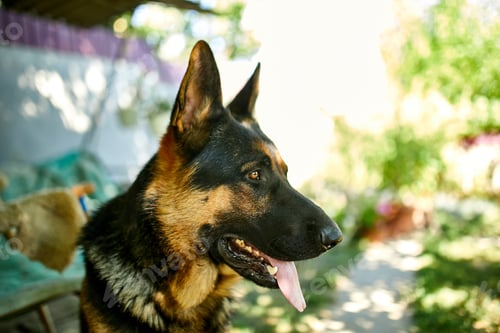 Preview: Happy German Shepherd in profile with a protruding