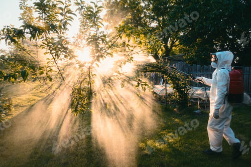 Preview: Backlit gardener in protective suit spraying orchard trees