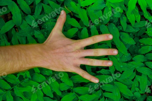Preview: fresh green leaves pattern with hand showing different signs in the foreground