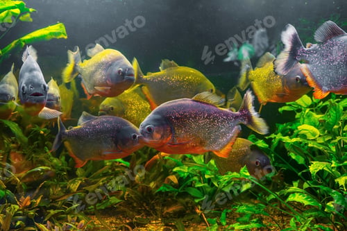 Preview: Piranha, Pygocentrus Nattereri Swimming In Aquarium Pool With Green Seaweed.