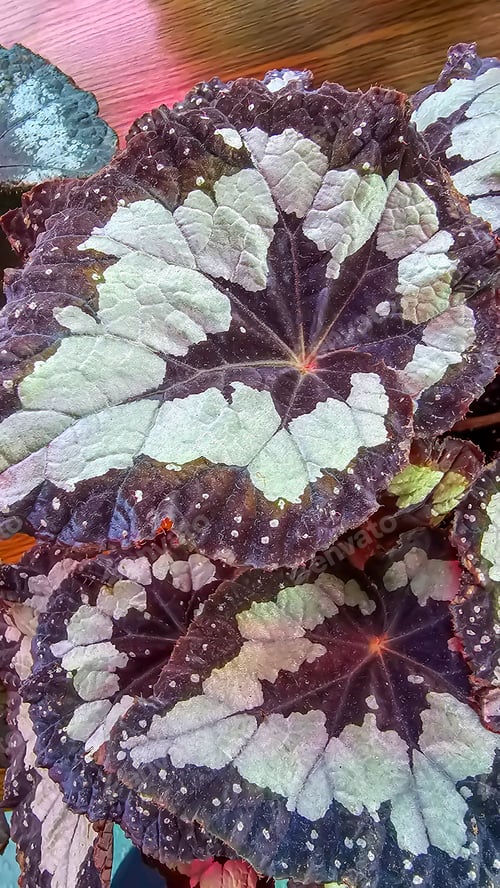 Preview: Decorative house plants. Decoration of room interior. Large colored leaves.
