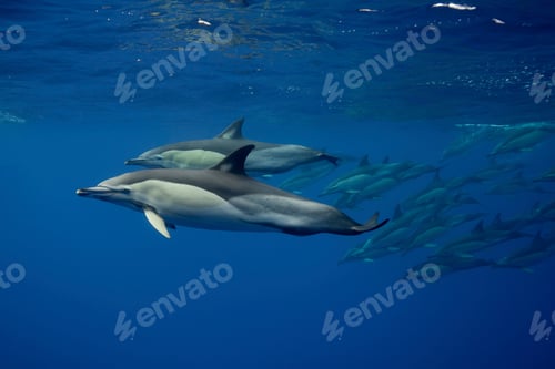 Preview: atlantic bottlenose dolphins swimming under water
