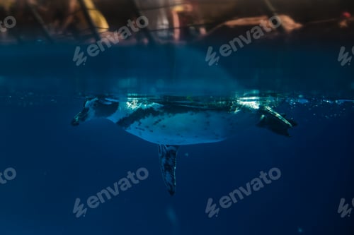 Preview: Cute white and black penguin swimming under sea water