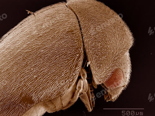 Preview: Elytra of Anobiidae beetle SEM