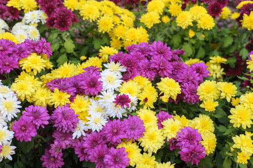 Preview: Fresh Bright Pink, White And Yellow Chrysanthemums Bushes In Autumn Garden