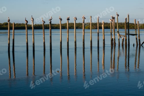 Preview: Brown Pelican