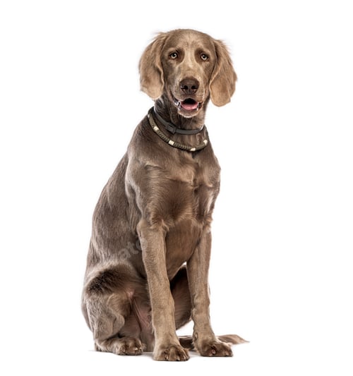 Preview: Long haired weimaraner dog sitting looking at camera