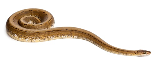 Preview: Spinner Python, Royal python, ball python, Python regius, 2 years old, in front of white background
