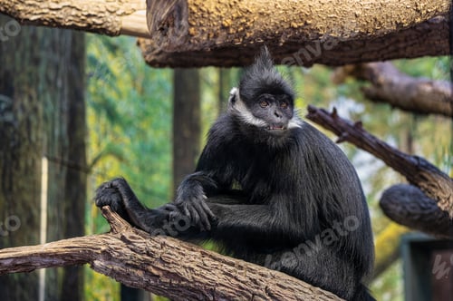 Preview: Black monkey perched on a tree branch.