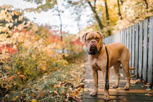 Preview: Dog appearing unsure in park with leash on
