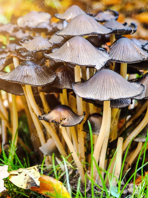 Preview: Natural light on wild mushrooms