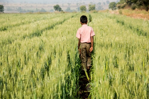 Preview: Happy school boy in the wheat field