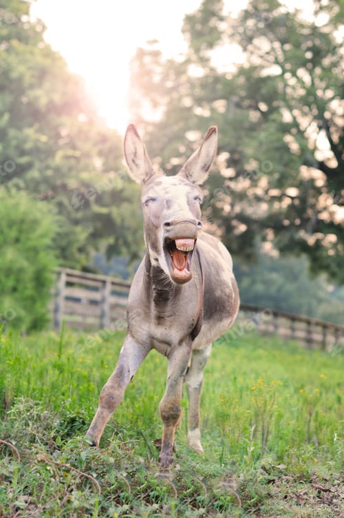 Preview: funny donkey in field