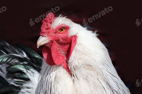 Preview: Brahma chicken at an organic sustainable farm