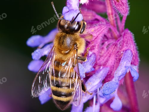 Preview: Pollination in nature. A closeup of a honey bee on a purple flower.