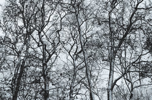 Preview: Forest network of branches, stems and twigs in winter