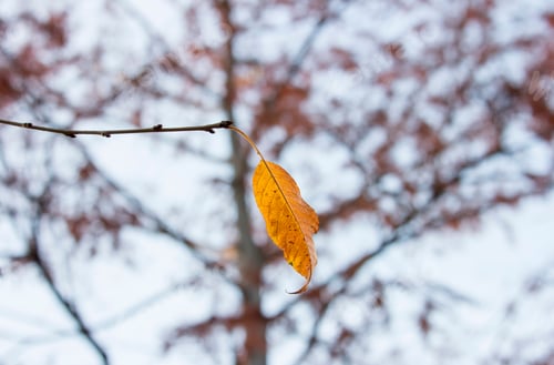 Preview: One yellow autumn leaf on tree branch, natural background