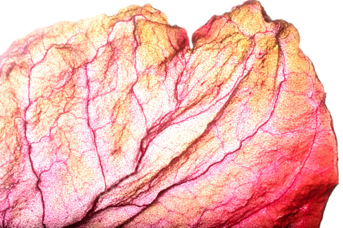 Preview: Dry Leaf Texture Abstract Background
