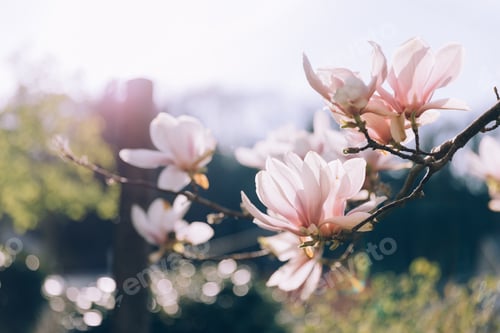 Preview: Pink magnolia branches in bloom. Tulip tree flower blossom in spring.