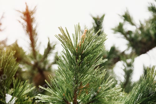 Preview: Pine branches covered with snow in cold winter weather