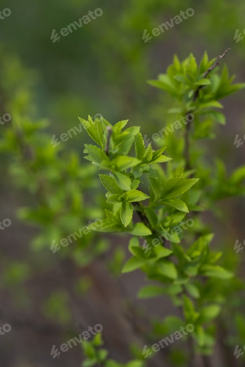Preview: A branch with young leaves in natural conditions in spring.