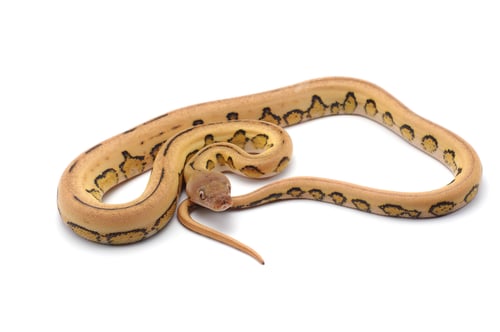 Preview: Snake Reticulated python isolated on white background
