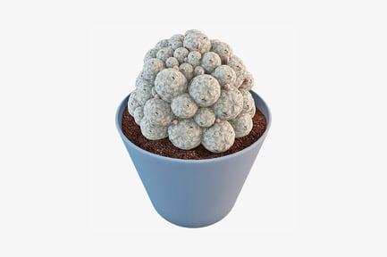 Preview: Speckled cacti in a round pot