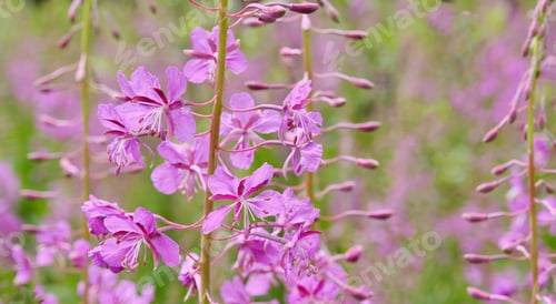 Preview: fireweed, blooming in the meadow. Chamaenerion angustifolium, ivan tea
