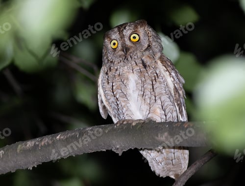 Preview: Eurasian scops owl, Otus scops. A beautiful bird sitting on a tree, close-up
