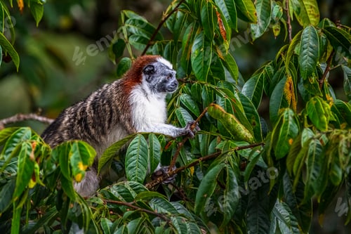 Preview: Tiny monkey perched on a leafy branch