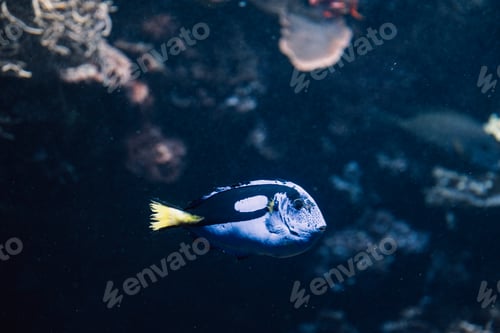 Preview: Blue fish with a striking gaze navigates coral maze, glimpse into the quiet life beneath the waves.