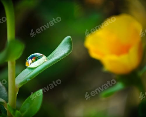 Preview: the photo is taken from below of the flower in front of the picture
