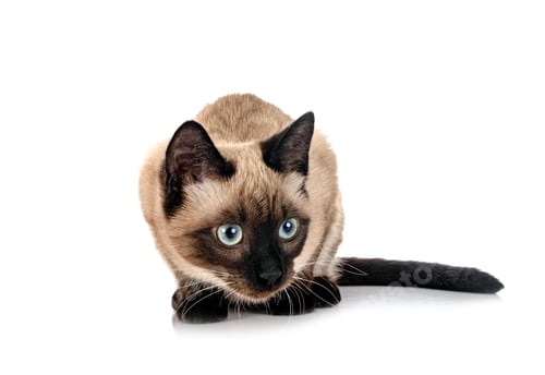 Preview: siamese cat in studio