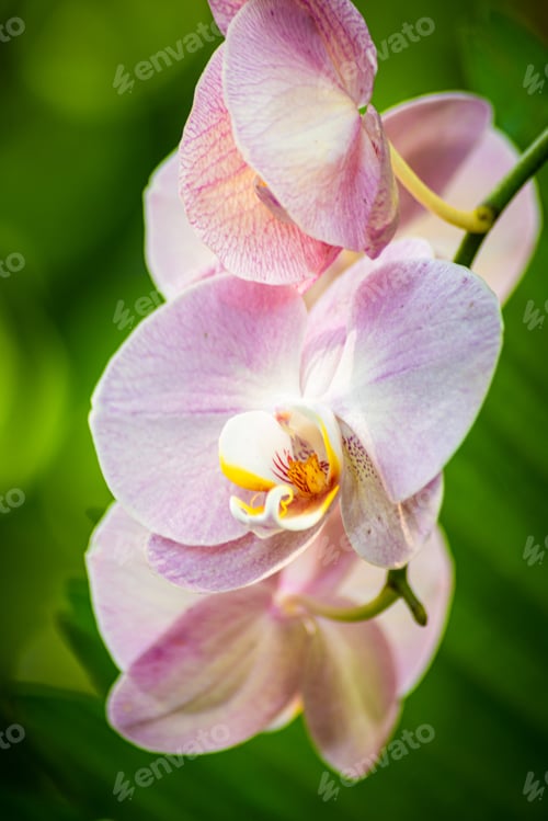 Preview: Pink orchid flowers with an out of focus green background.