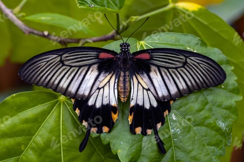 Preview: Macro of the papilio lowi butterfly
