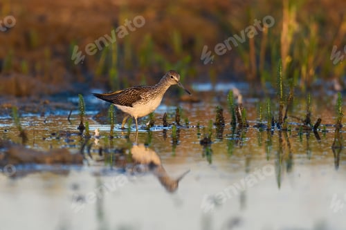 Preview: Common greenshank (Tringa nebularia)