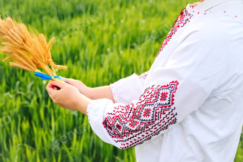Preview: woman in vyshyvanka holding bouquet of ripe golden spikelets of wheat tied on the meadow nature back